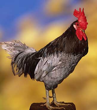 Delaware State Bird, Blue Hen