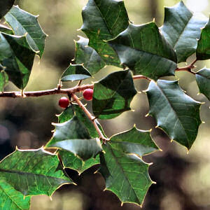 Delaware State Tree, Holly Tree